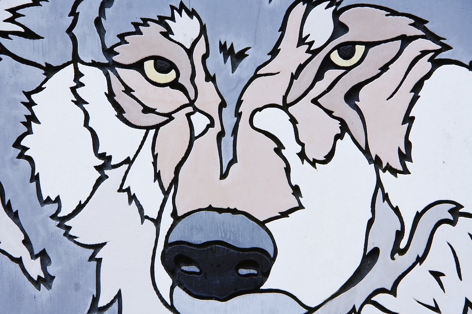 Image of wolf painted on sign, Scotland Image of wolf painted on sign, Scotland